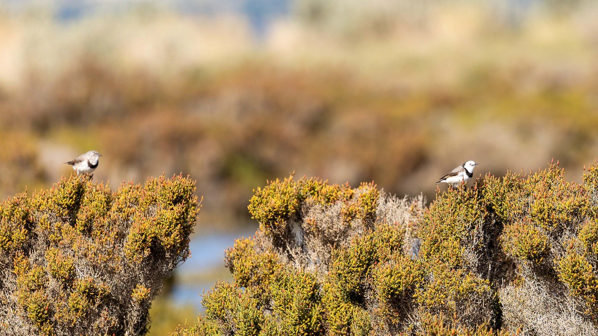 White-fronted Chat - ML608537362