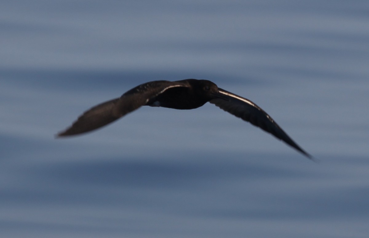 Sooty Tern - Samuel Murray