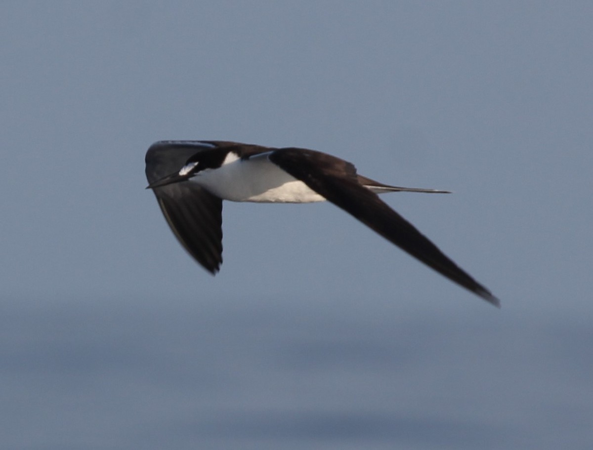 Sooty Tern - ML608537372