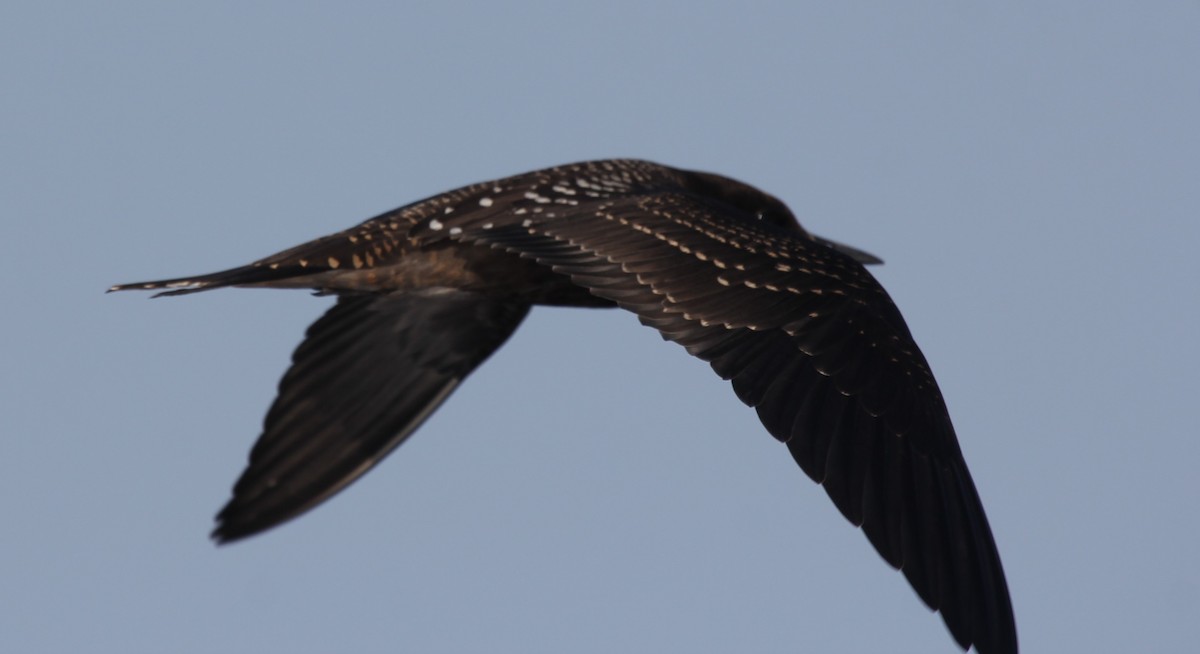 Sooty Tern - Samuel Murray