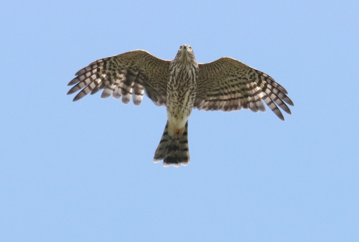 Sharp-shinned Hawk - ML608537382