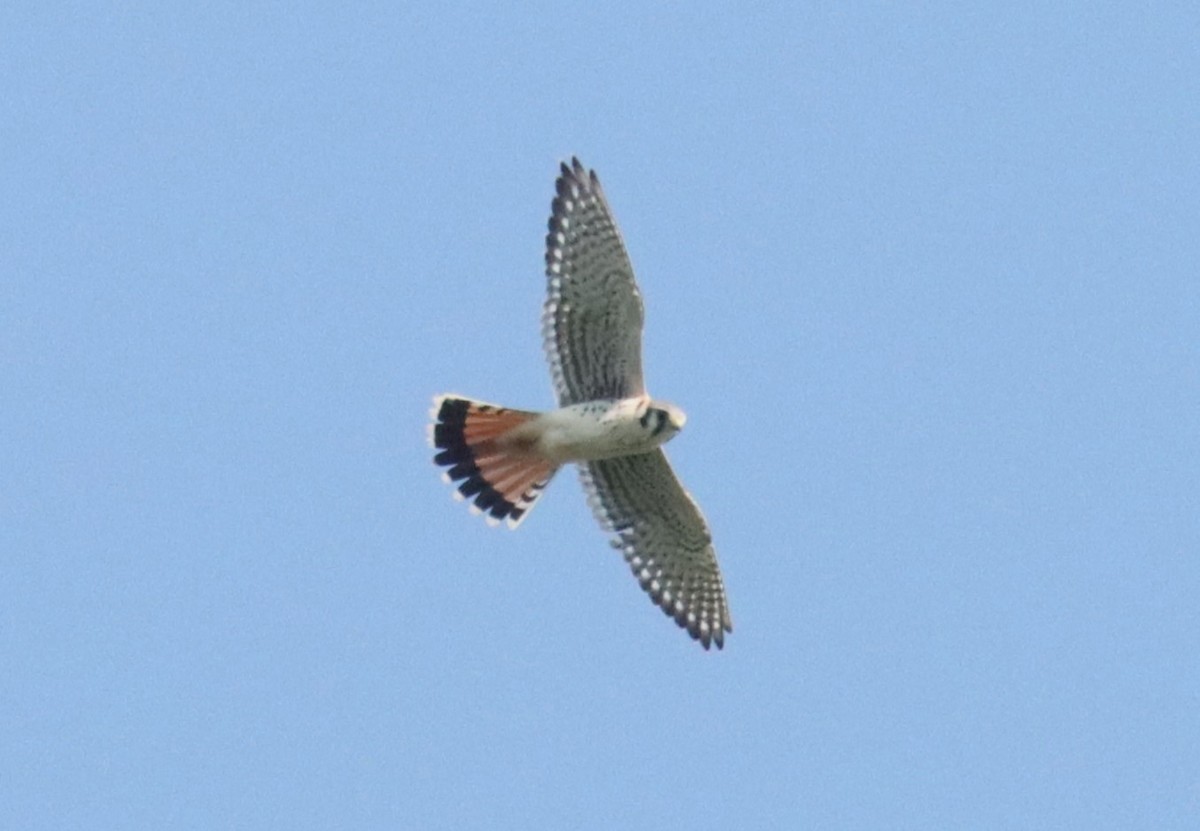 American Kestrel - ML608537384