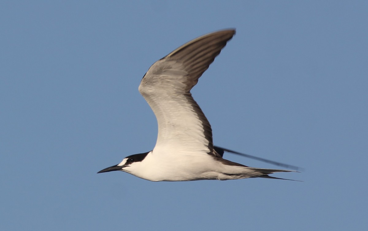 Sooty Tern - ML608537386