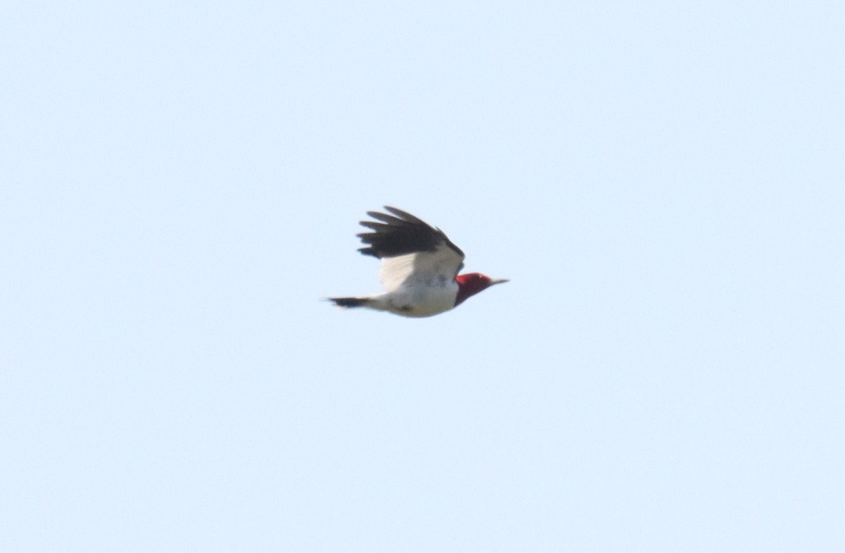 Red-headed Woodpecker - ML608537388