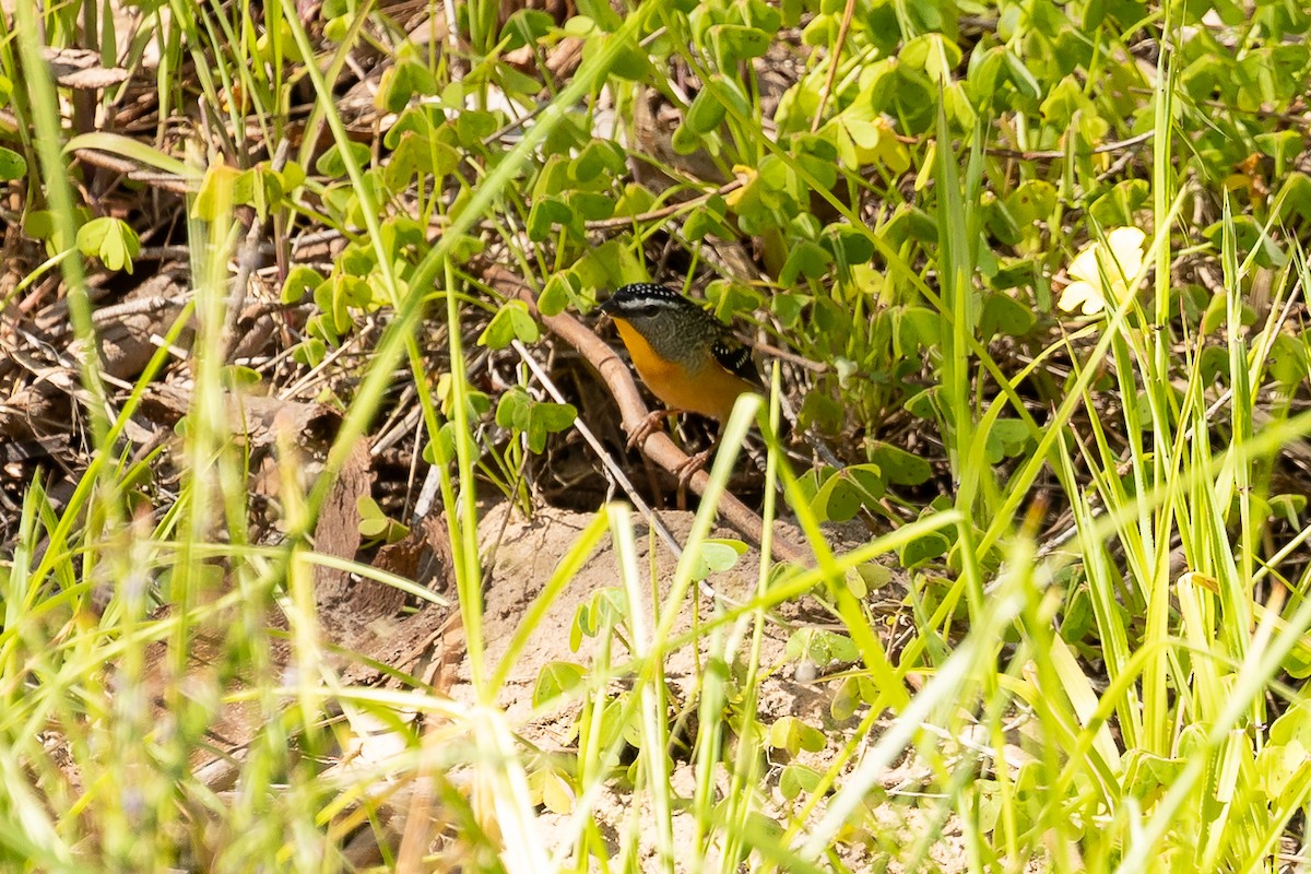 Spotted Pardalote - ML608537413