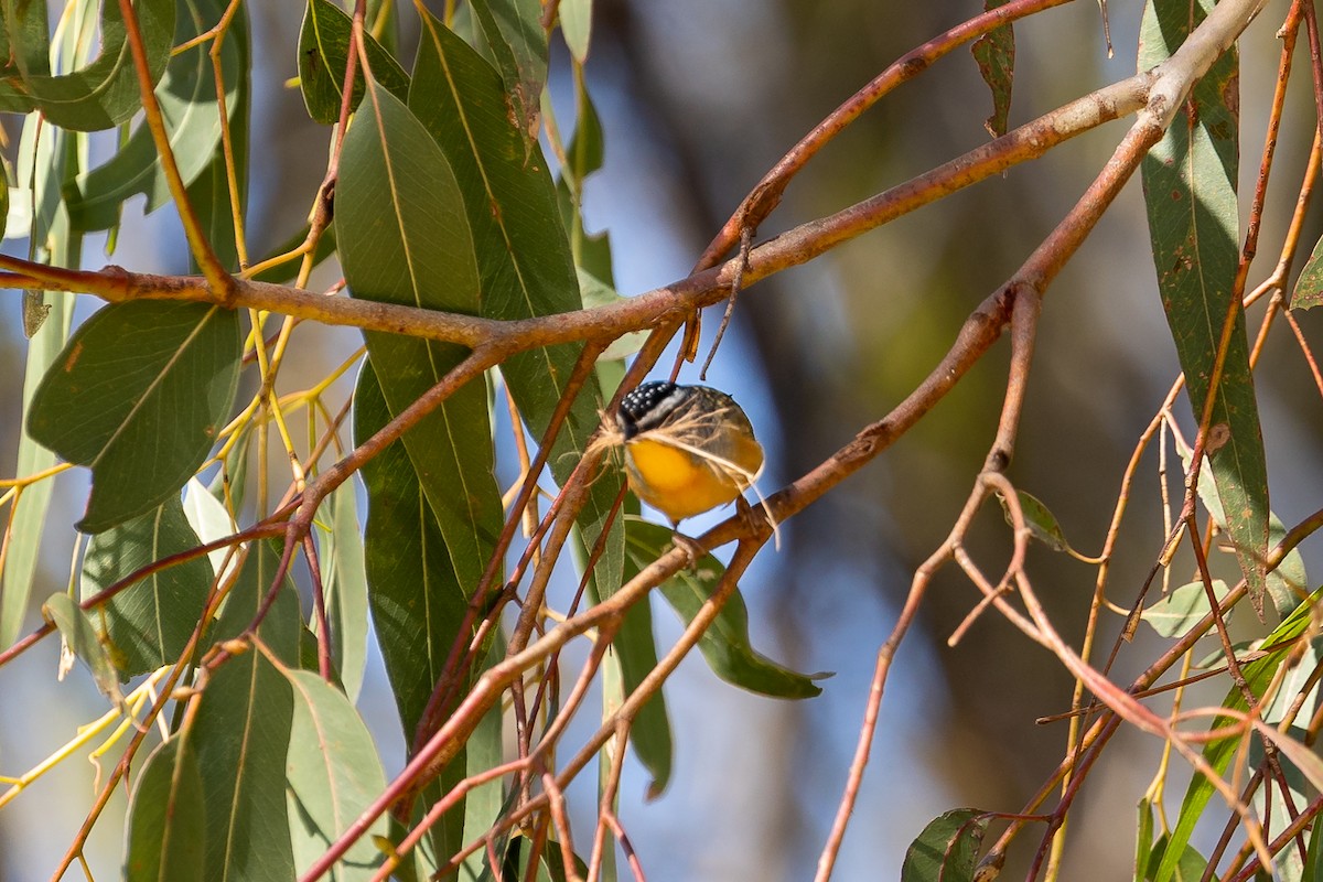 Pardalote pointillé - ML608537414