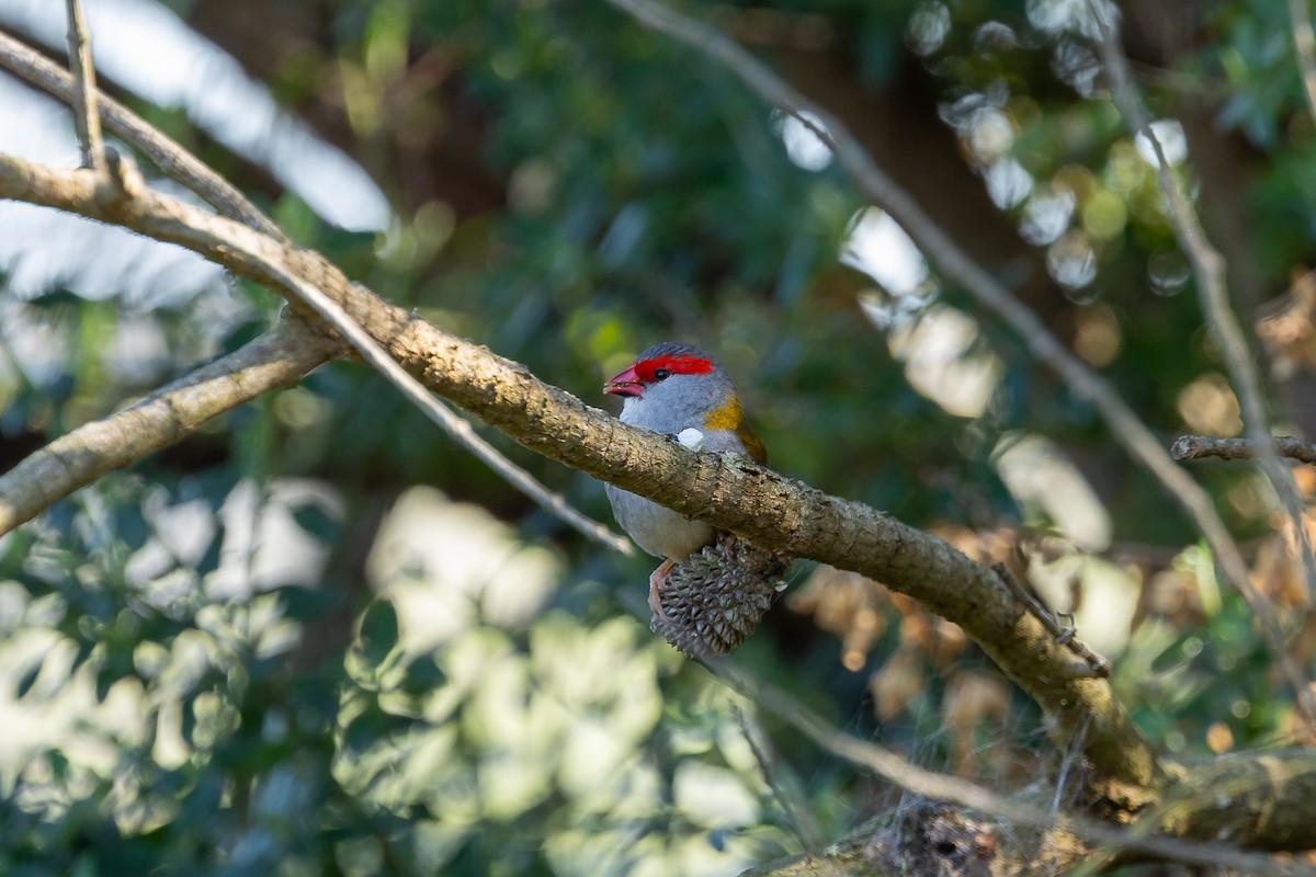 Red-browed Firetail - ML608537420