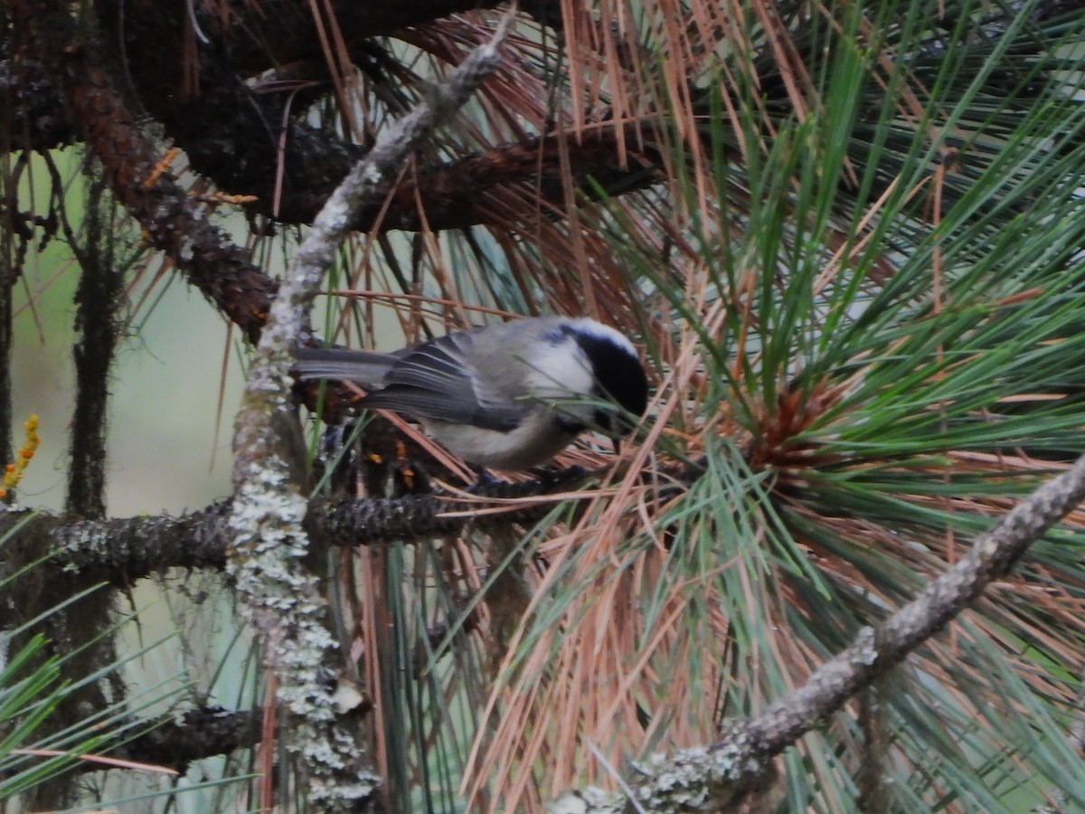 Mountain Chickadee - ML608537459