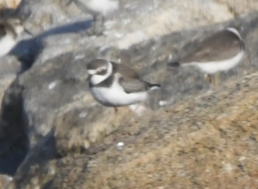 Semipalmated Plover - ML608537477