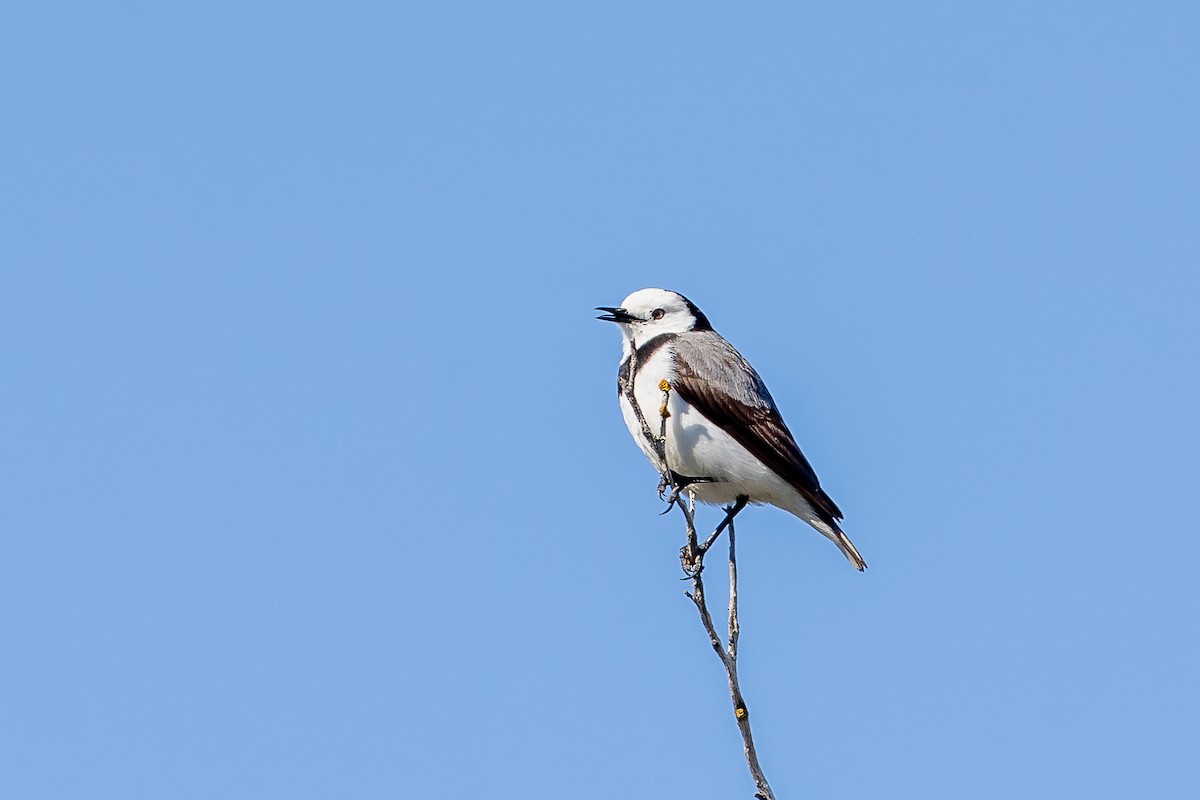 White-fronted Chat - Graham Possingham