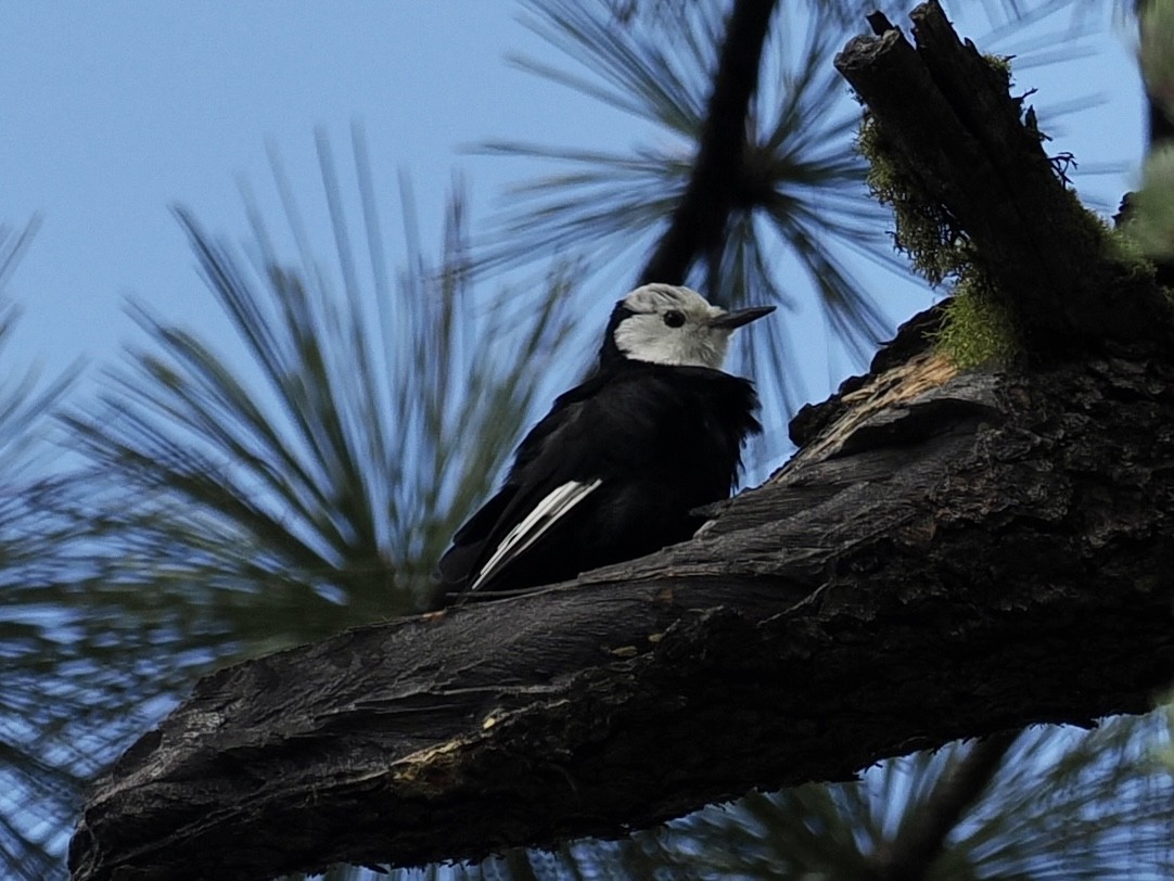 White-headed Woodpecker - ML608537577