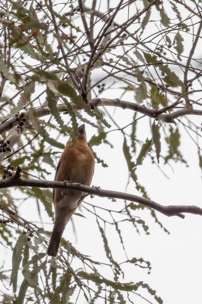 Black-headed Grosbeak - ML608537623