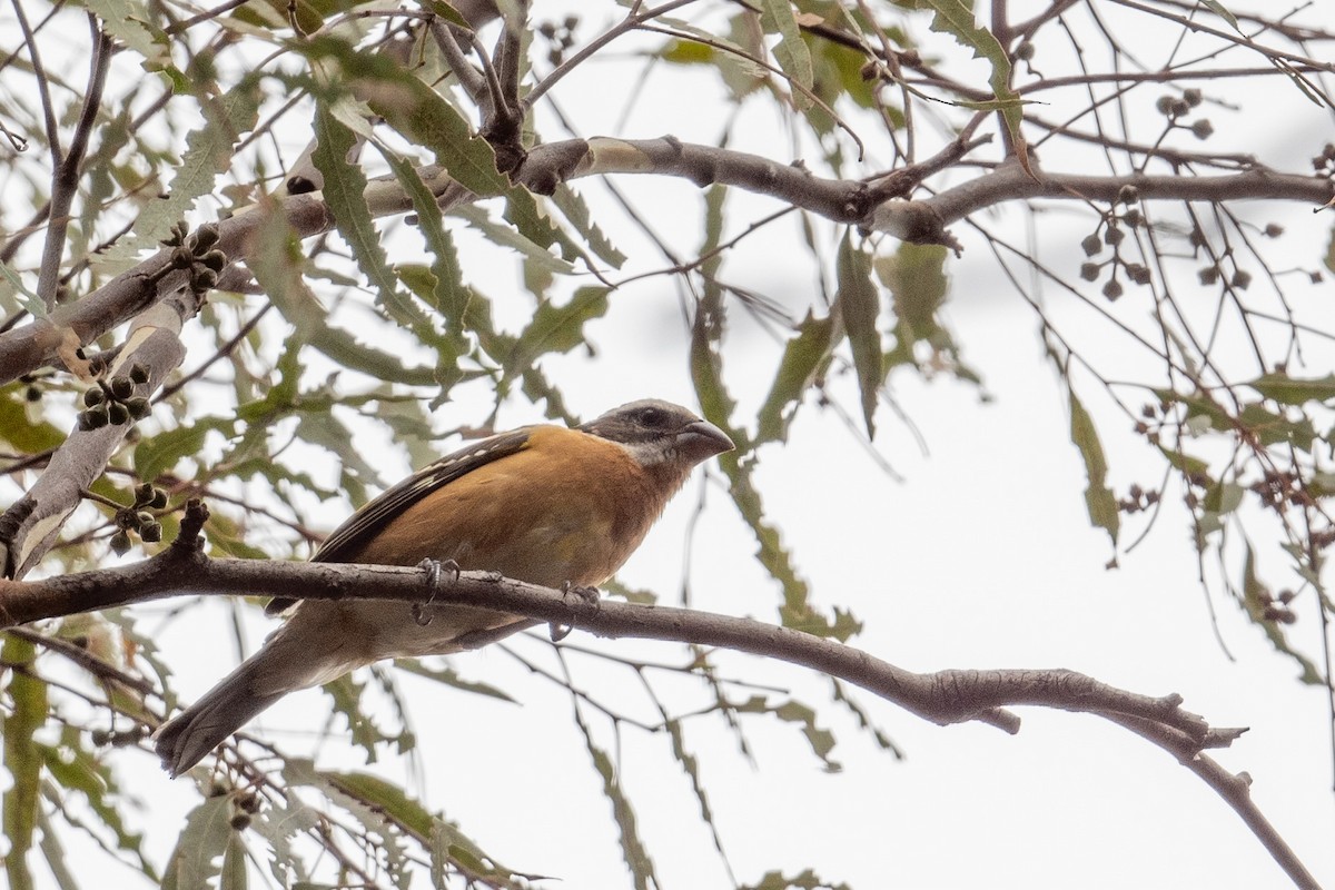 Black-headed Grosbeak - ML608537624