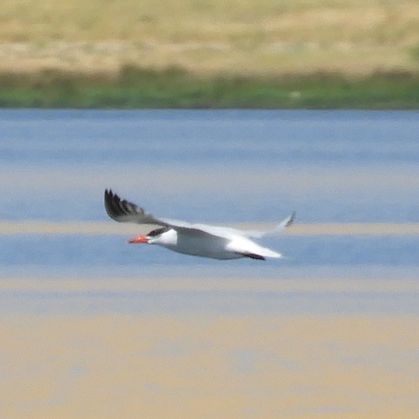 Caspian Tern - Dale Swanberg