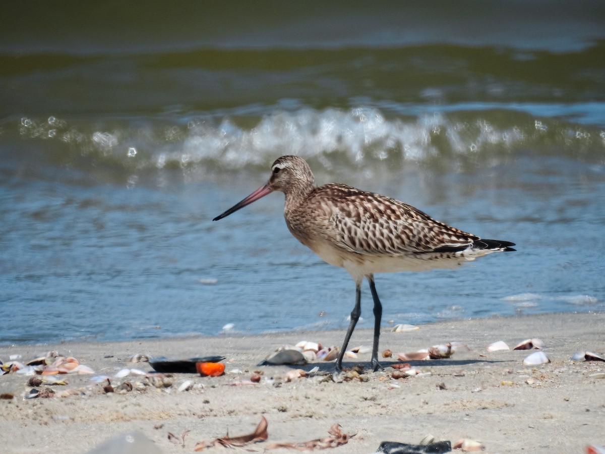 Bar-tailed Godwit - ML608537684