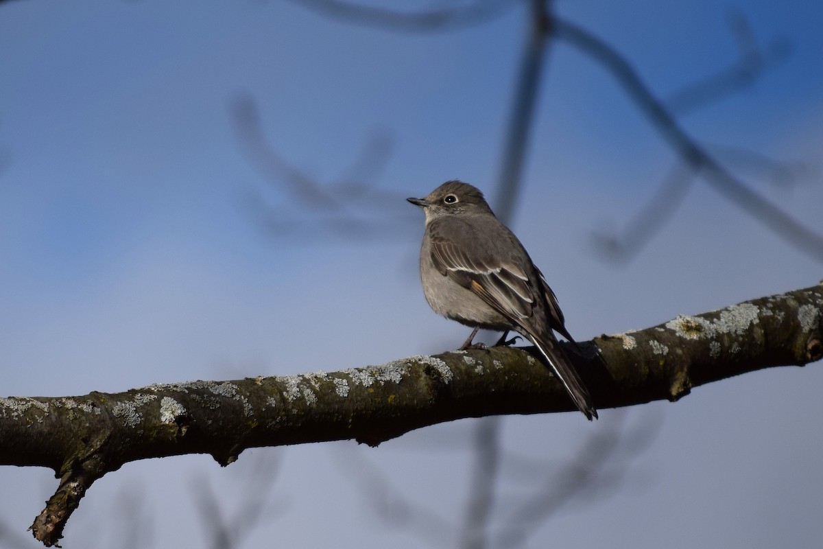 Townsend's Solitaire - ML608537712