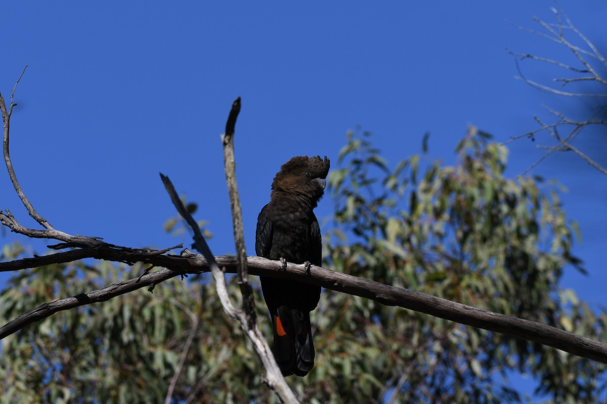 Glossy Black-Cockatoo - ML608537738