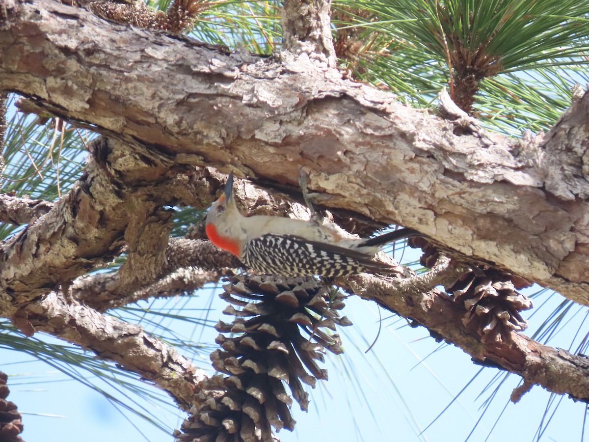 Red-bellied Woodpecker - ML608537783