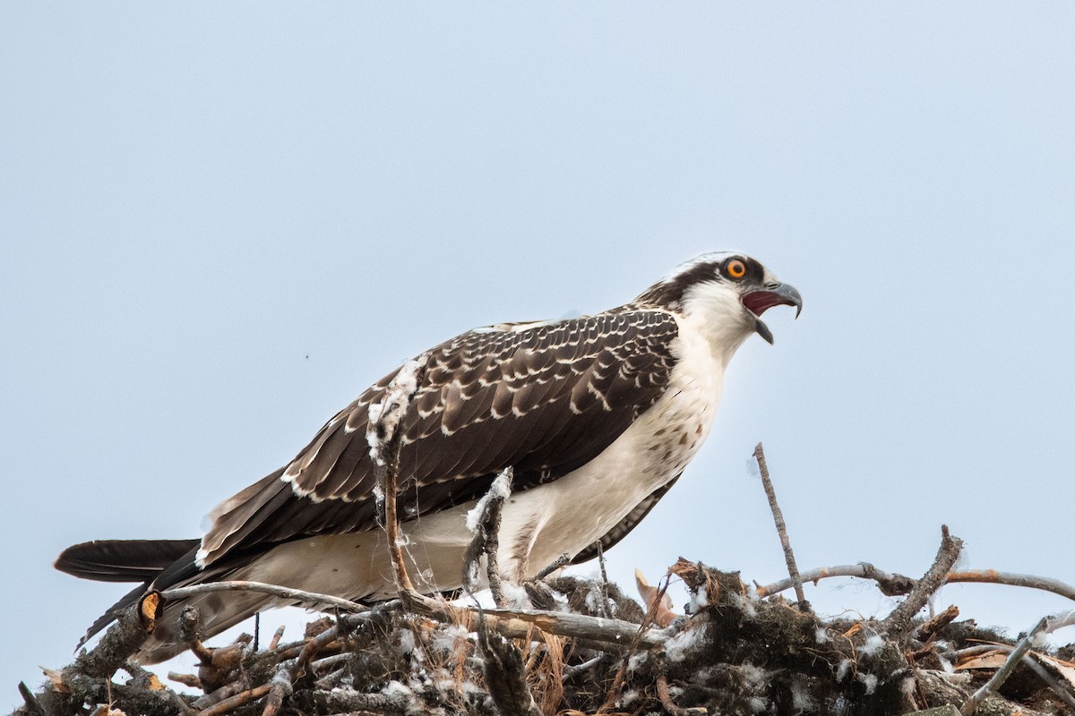 Osprey - ML608537830