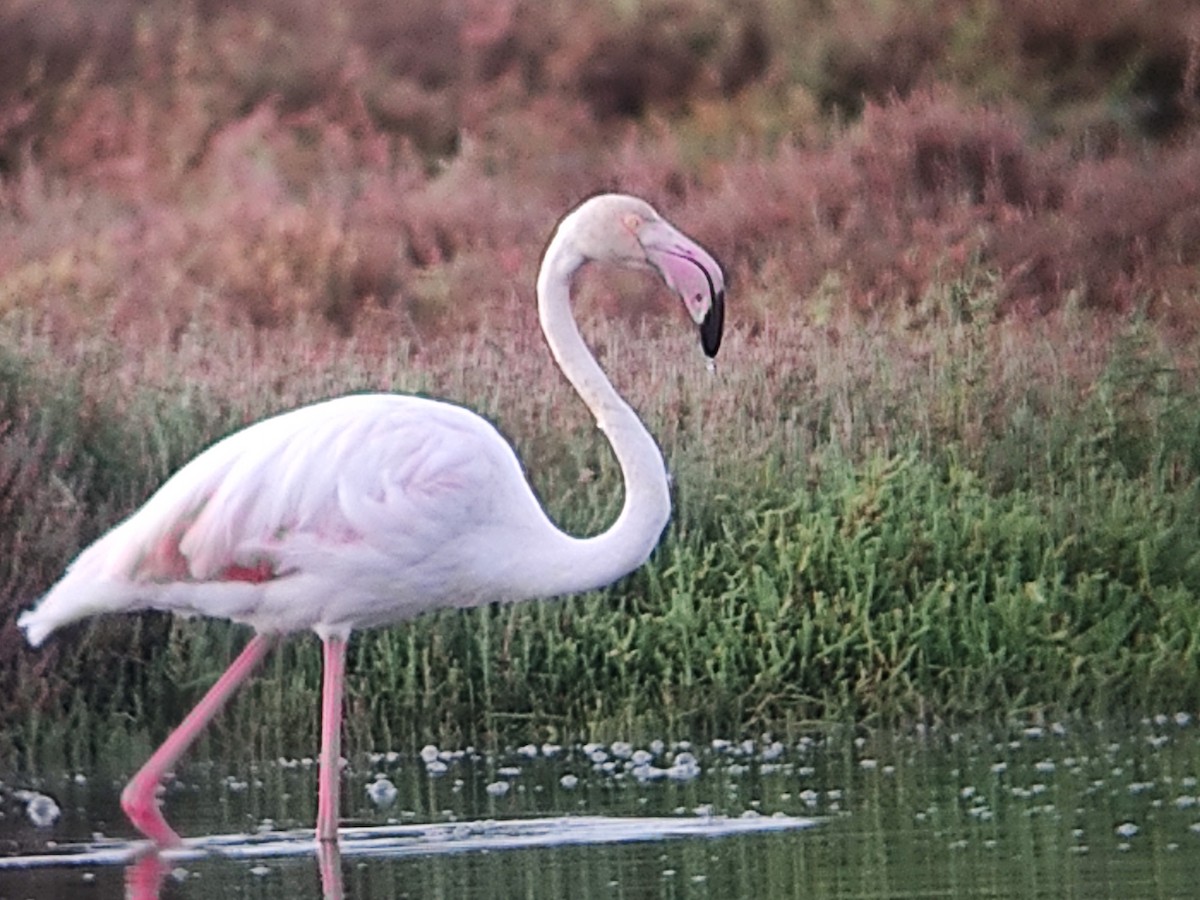 Greater Flamingo - ML608537918