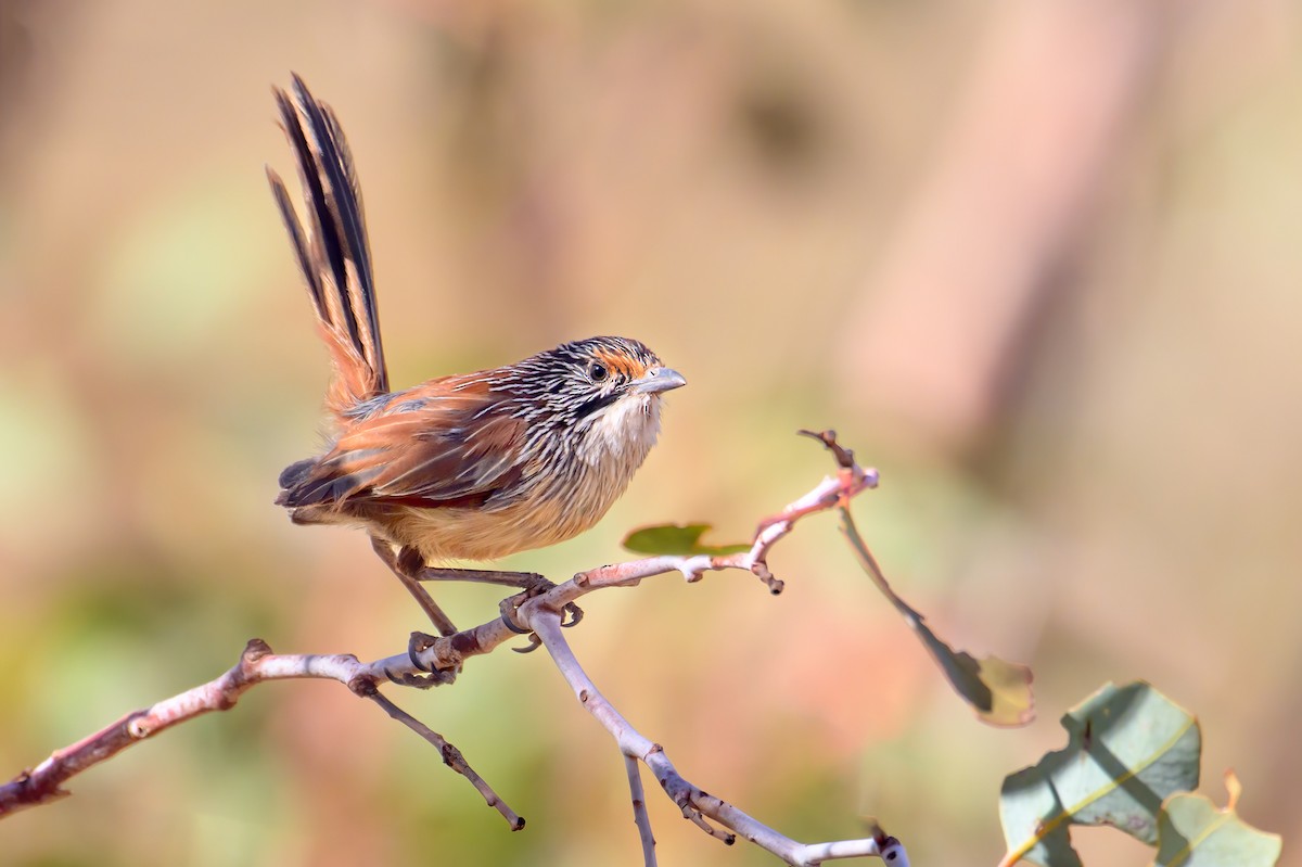 Rufous Grasswren - ML608537940