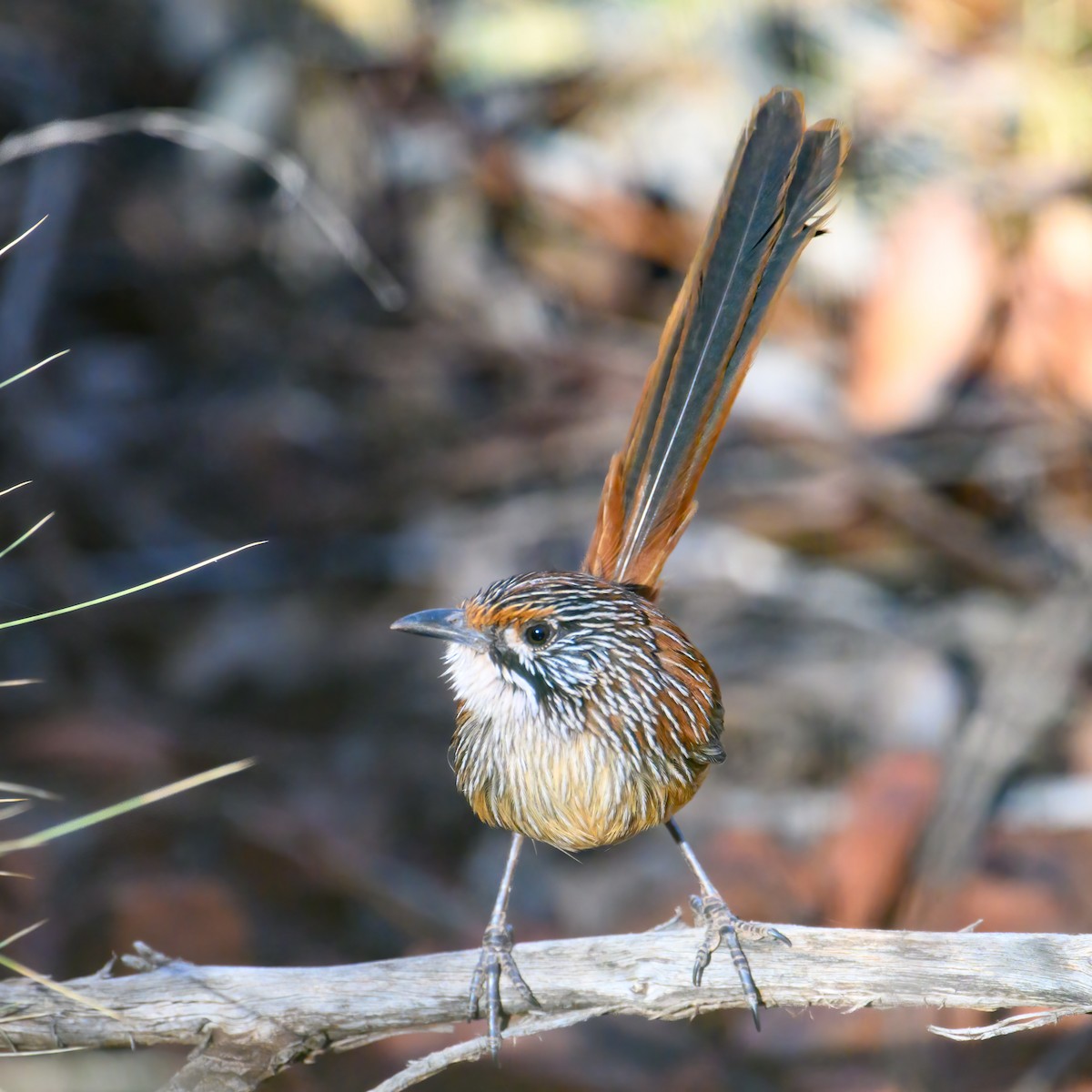 Rufous Grasswren - Mark Lethlean