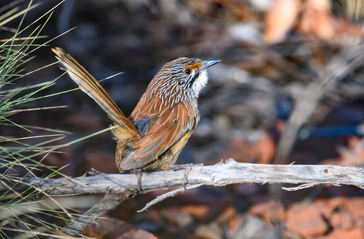 Rufous Grasswren - ML608537942