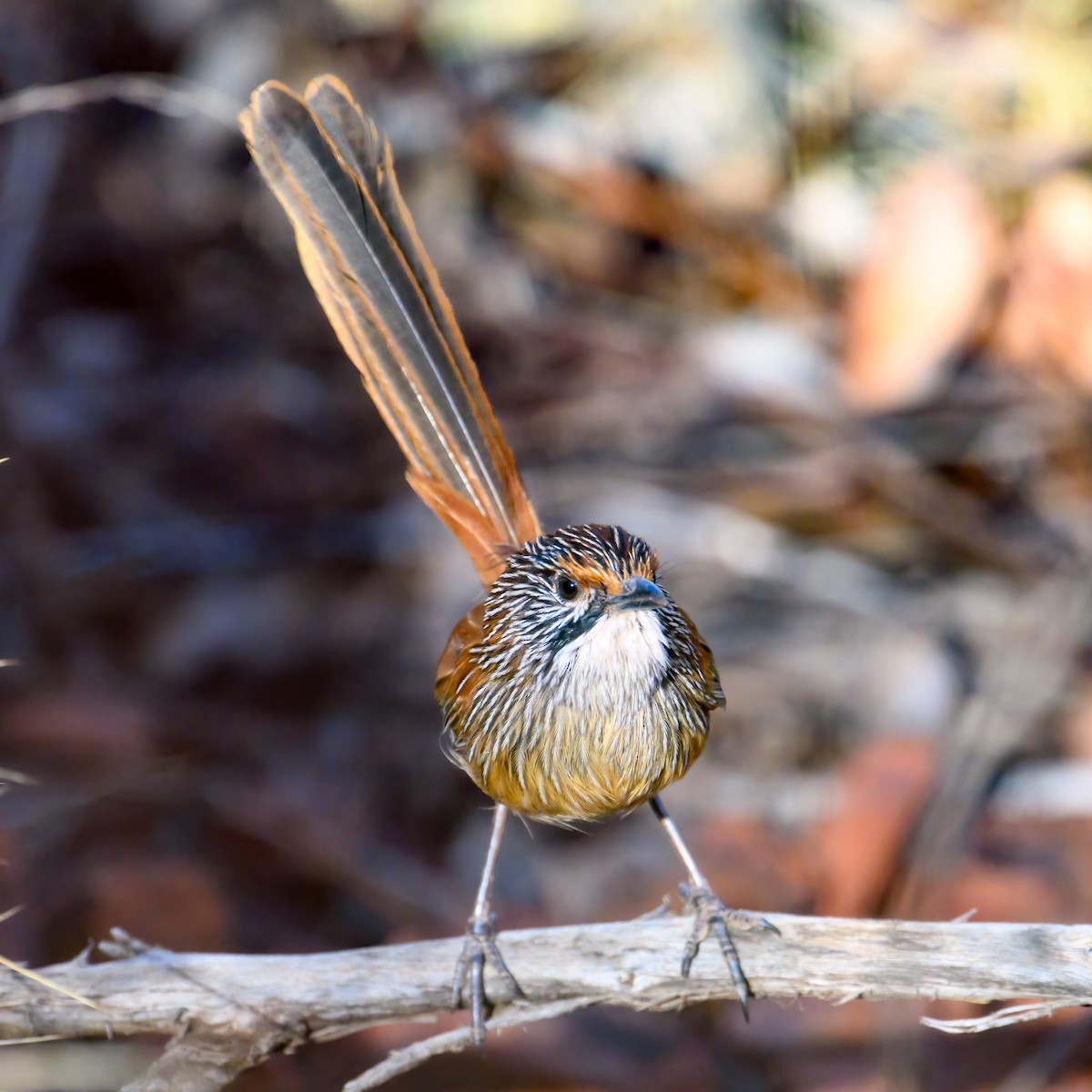 Rufous Grasswren - ML608537943