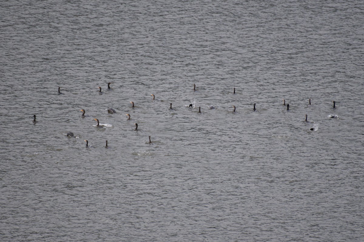 Double-crested Cormorant - ML608537968