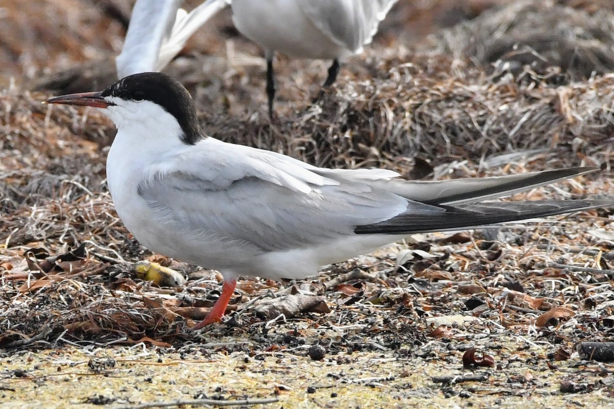 Common Tern - ML608538032