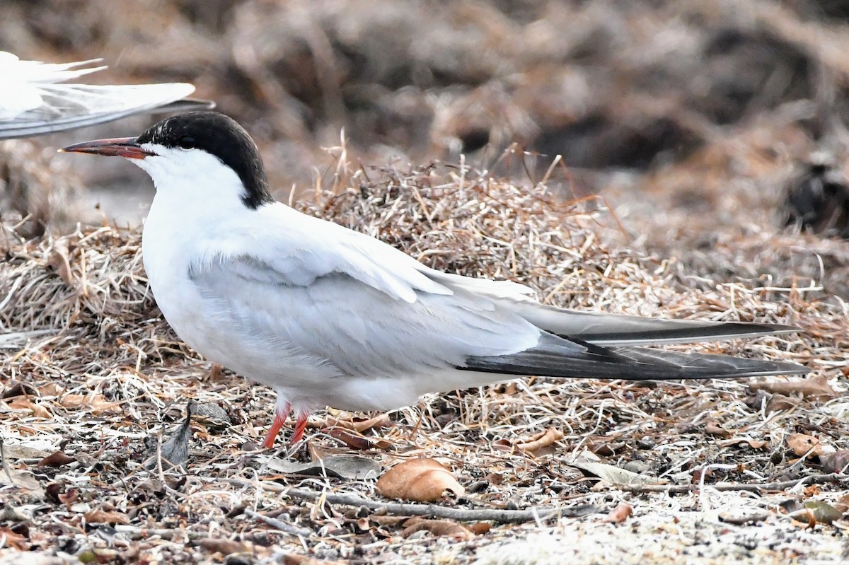 Common Tern - ML608538033