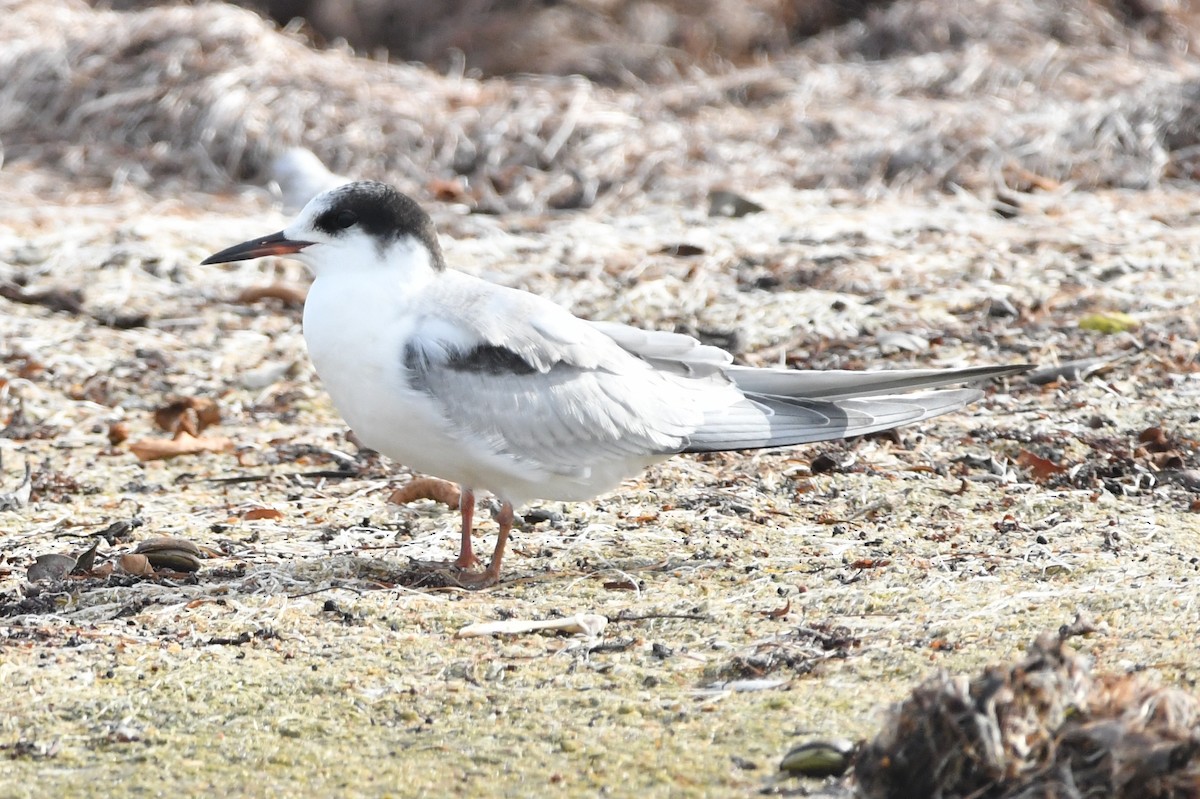 Common Tern - Tom Duncan