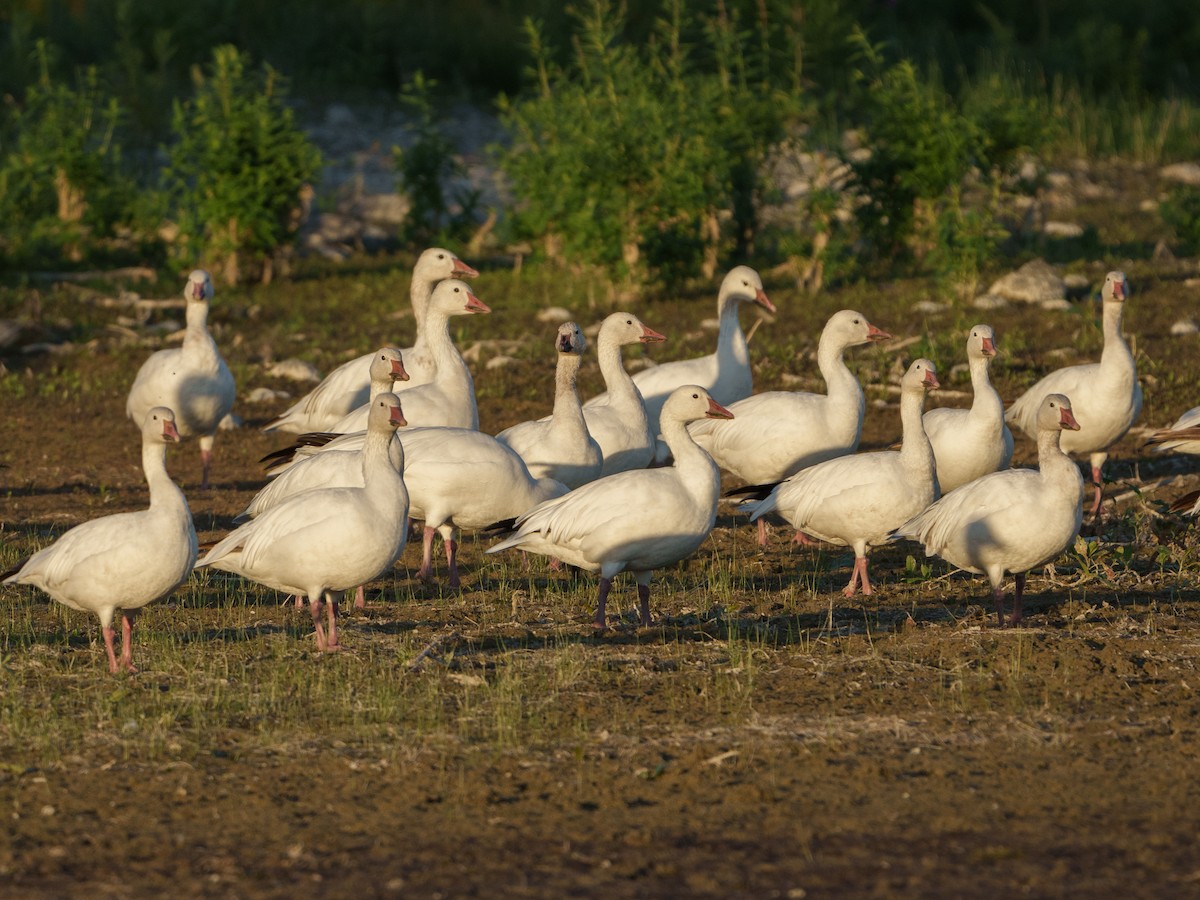 Snow Goose - ML608538039