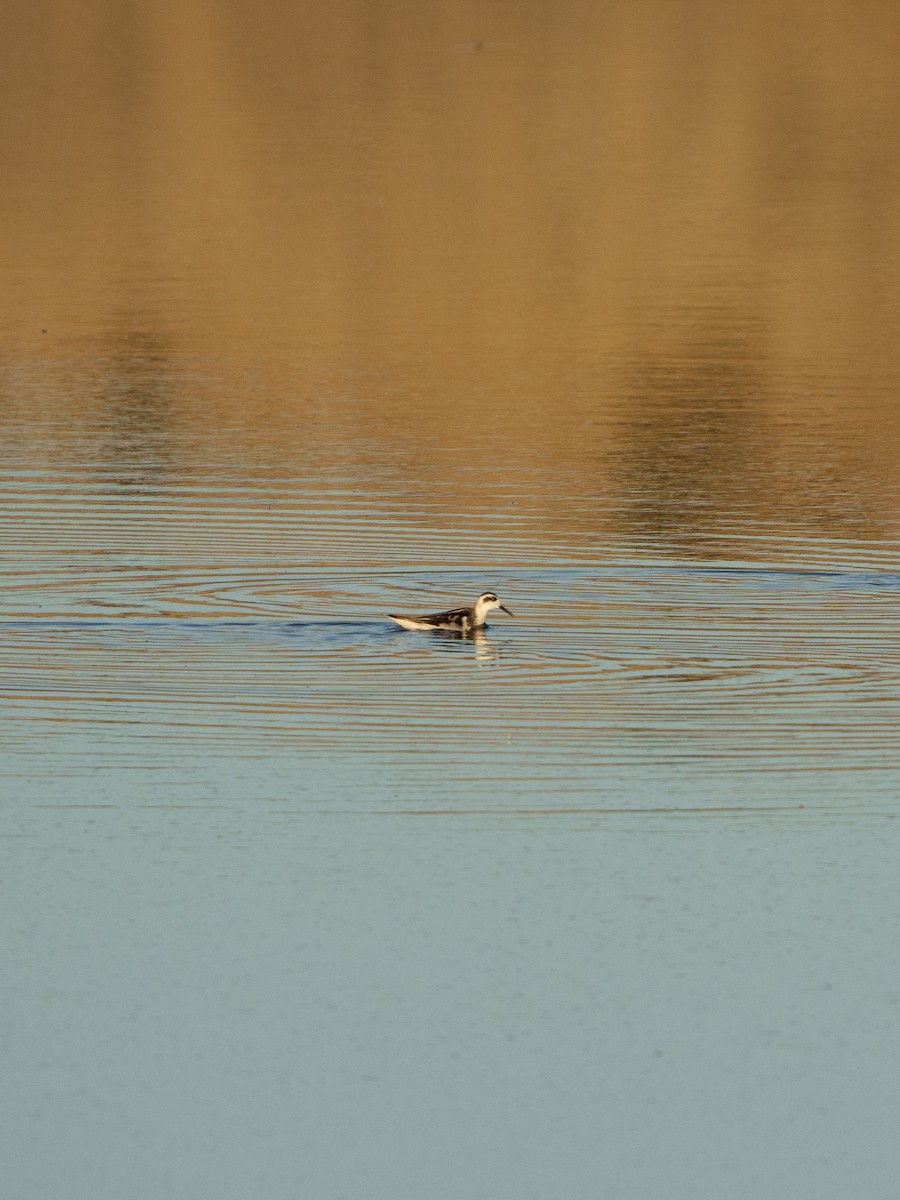 Phalarope à bec étroit - ML608538047