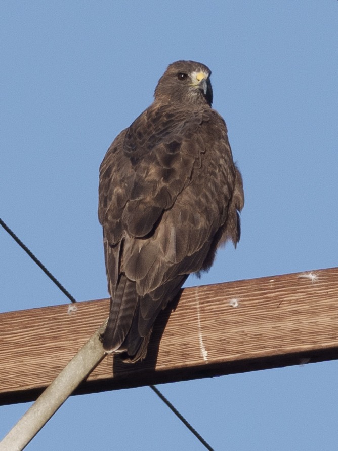 Swainson's Hawk - ML608538051