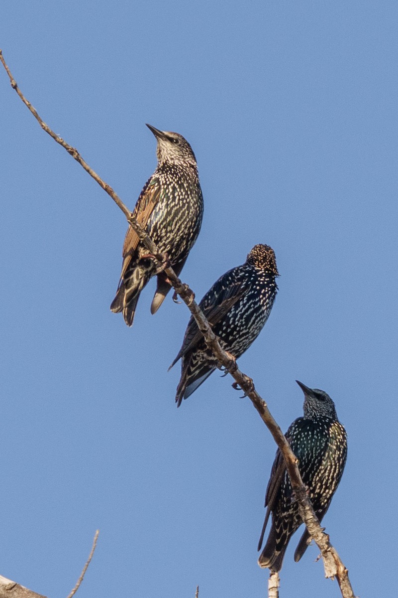 European Starling - ML608538058