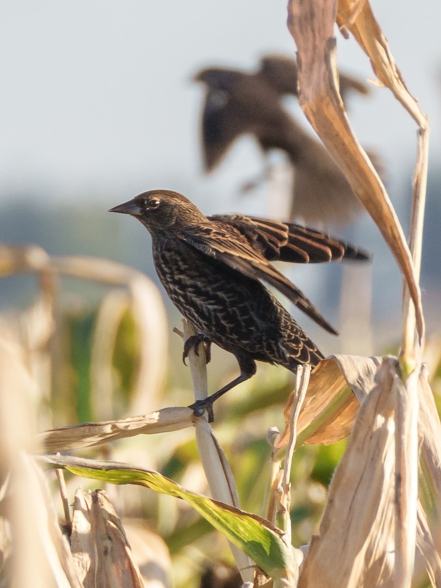 Red-winged Blackbird - ML608538062