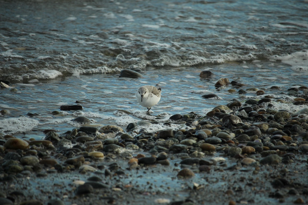 Sanderling - Malhar  Shah