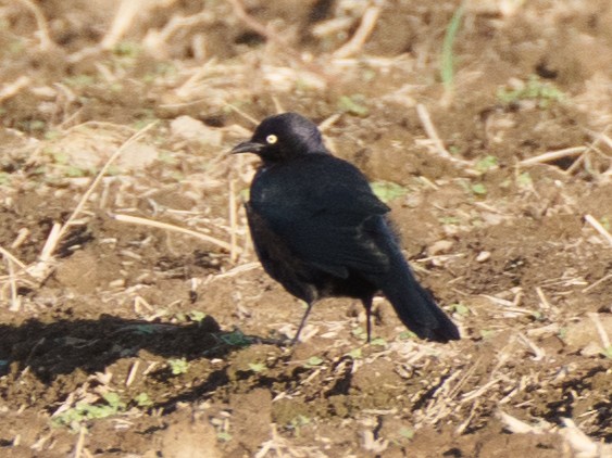 Brewer's Blackbird - ML608538074