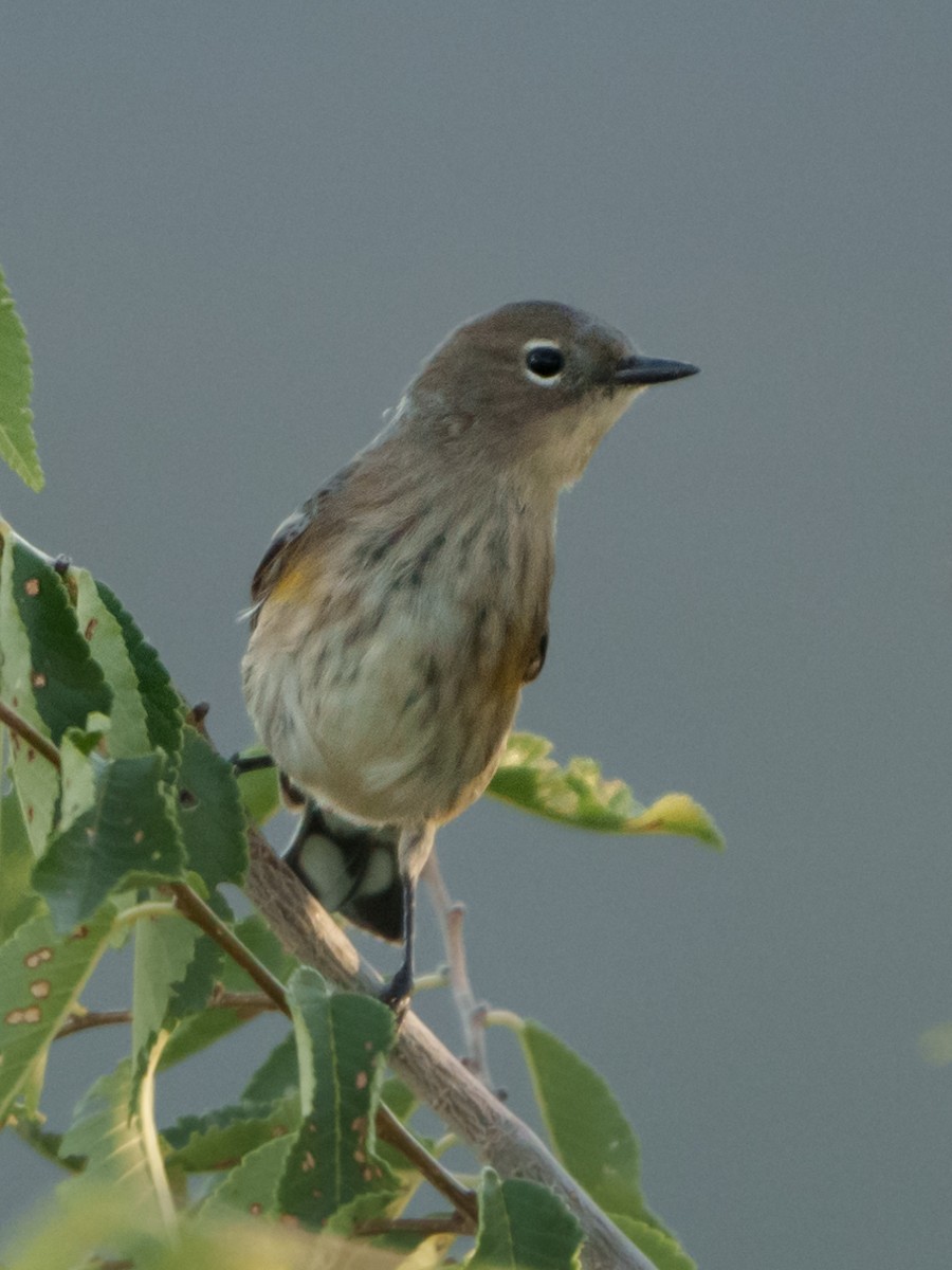 Yellow-rumped Warbler - ML608538123