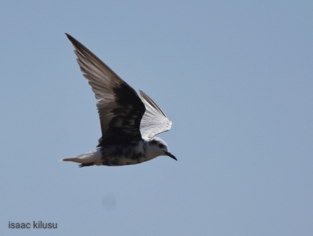 White-winged Tern - ML608538226