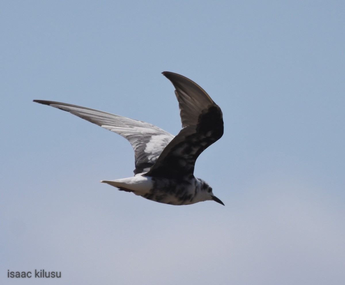 White-winged Tern - ML608538227