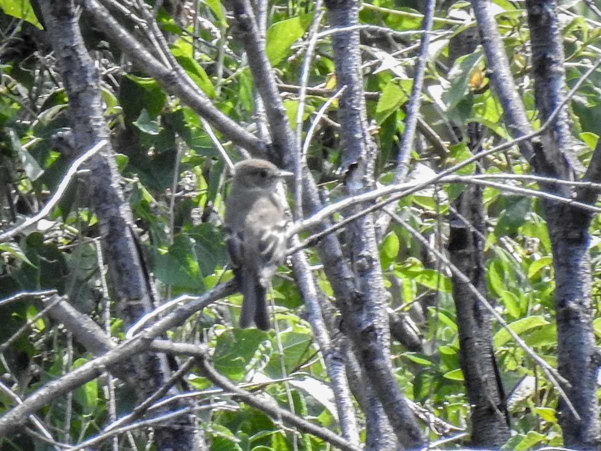 Dusky Flycatcher - ML608538238