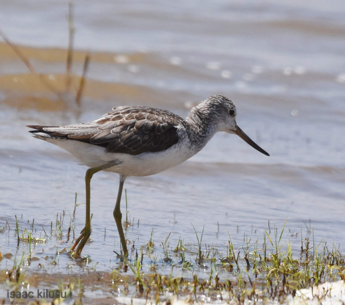 Common Greenshank - ML608538339