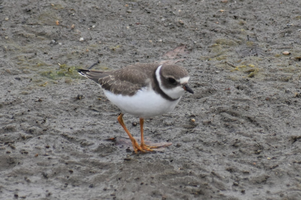 Semipalmated Plover - ML608538455