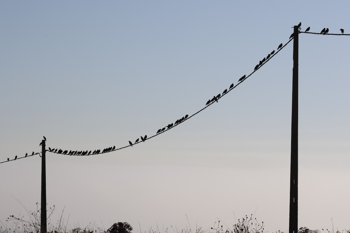 Eurasian Jackdaw - Diogo Pinto