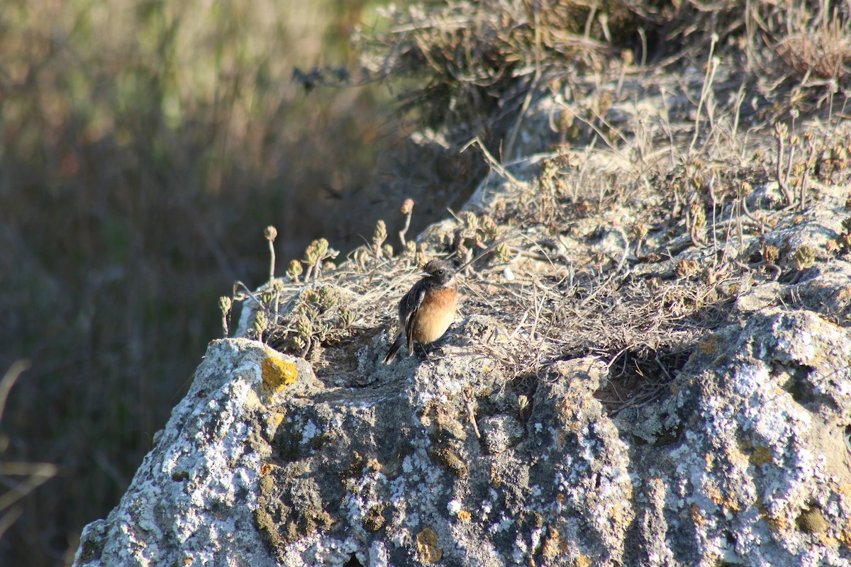 European Stonechat - Diogo Pinto