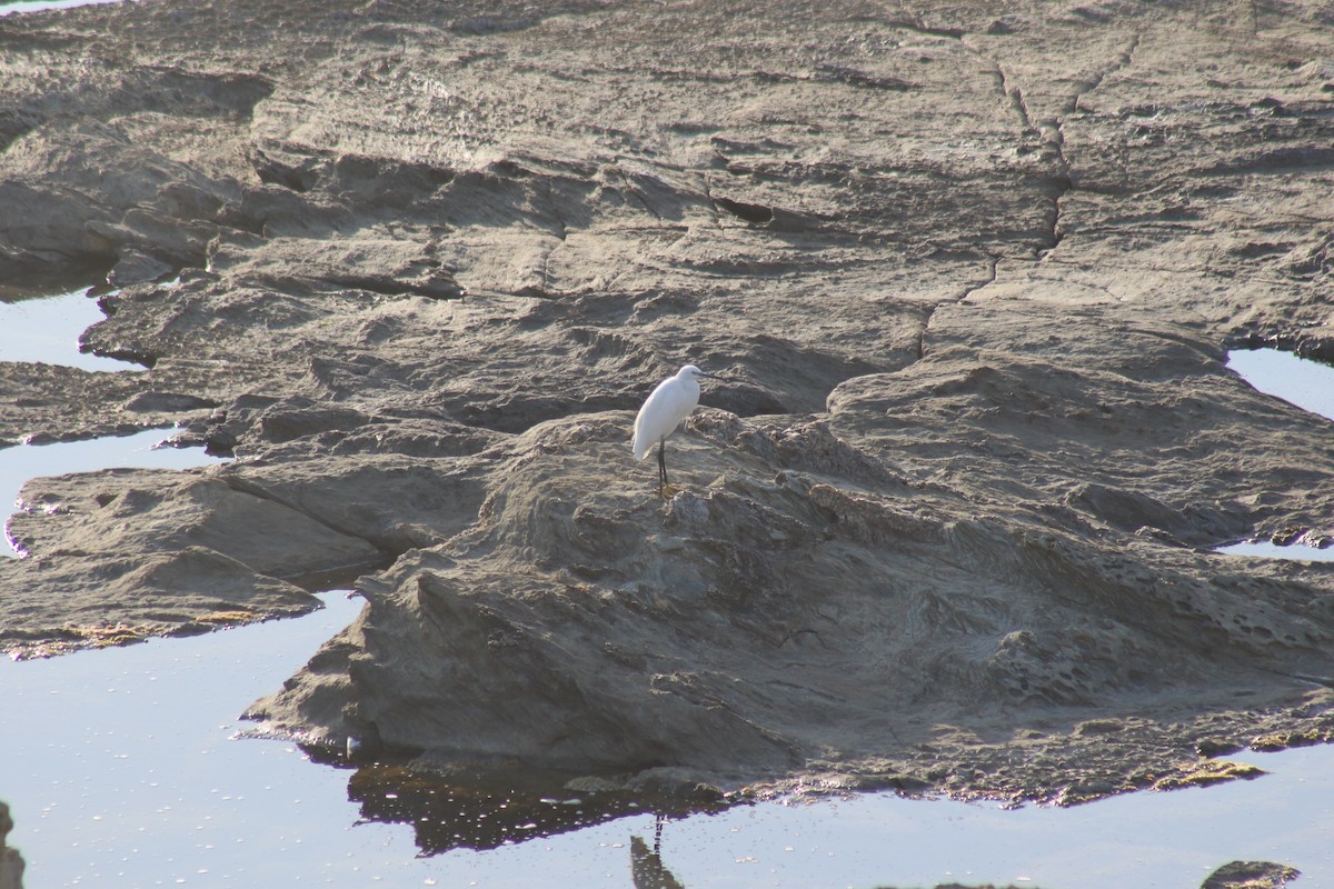 Little Egret - Diogo Pinto