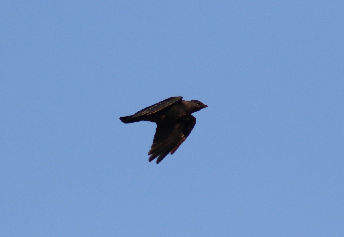 Eurasian Jackdaw - Diogo Pinto