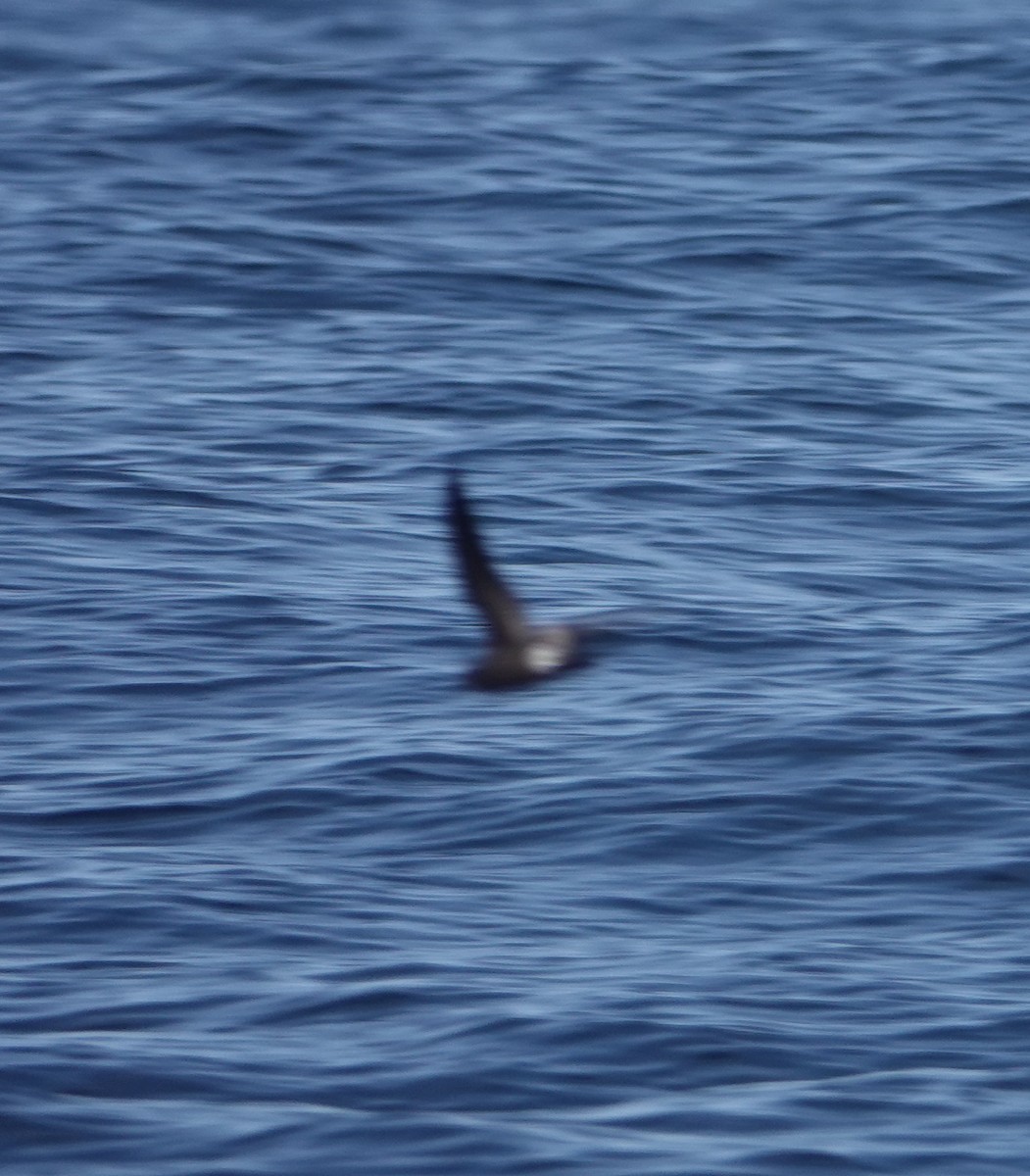 Leach's Storm-Petrel (Leach's) - Gary Martindale